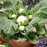 Multi Head, (F1) Cauliflower Seeds - Packet thumbnail number null